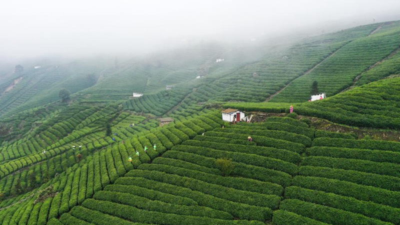 Teeernte in Yunwu von Guizhou in vollem Gange