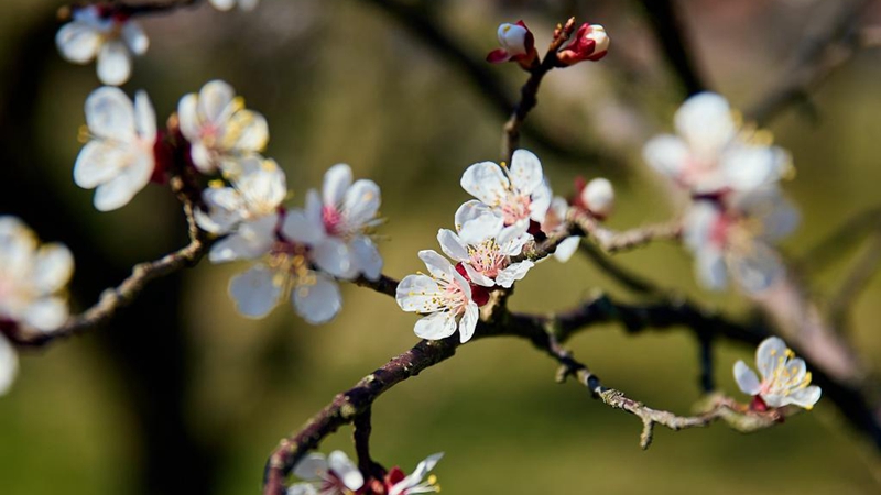 In Bildern: Blühende Aprikosenbäume in der Wachau in Österreich
