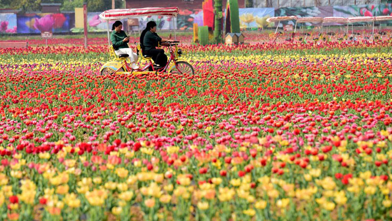 In Bildern: Touristen schauen sich Tulpen in Chinas Henan an
