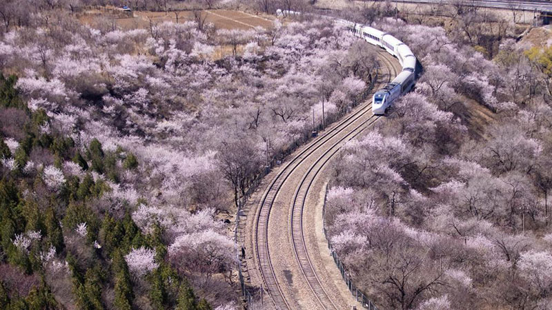 Vorortbahnen fahren inmitten blühender Blumen in Beijing
