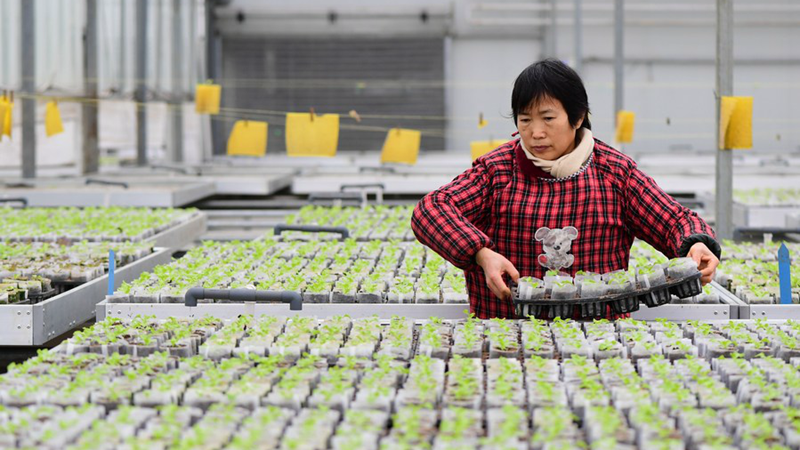 Chinas Lebensmittelindustrie verzeichnet stetiges Wachstum bei Produktion und Umsatz