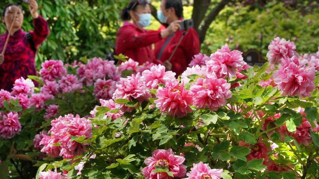 Blühende Pfingstrosen in Luoyang der zentralchinesischen Provinz Henan