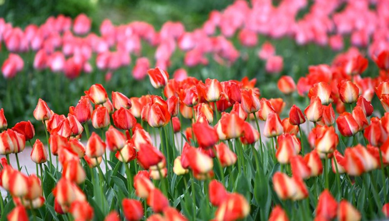 Frühlingsblumenschau im Botanischen Garten von Xi'an eröffnet