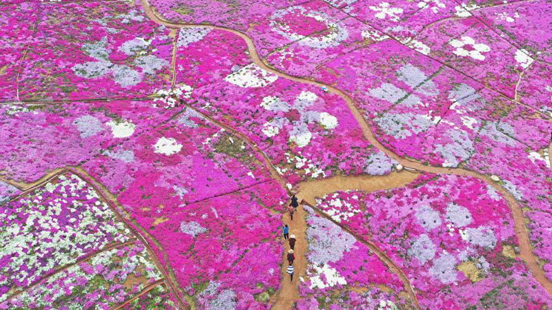 Ansicht der Blüten der rosa Flammenblumen in Chinas Hebei